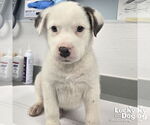 Small #1 Retriever  Mix