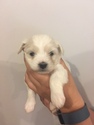 Puppy 6 Coton de Tulear