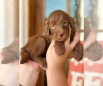 Puppy Copper Aussiedoodle