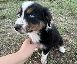 Australian Shepherd Dog for Adoption in SHAWNEE, Oklahoma USA
