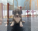 Small Photo #4 American Bully Puppy For Sale in ARLINGTON, TX, USA