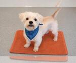 Small Cairn Terrier
