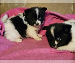 Paperanian Puppy for sale in FULTON, MO, USA
