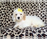 Oakley - Female Cock-A-Poo Puppy for Sale - Photo #4
