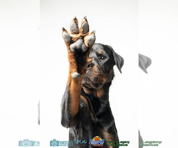 Medium Photo #3 Rottweiler Puppy For Sale in Tampa, FL, USA
