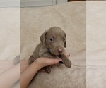 Small Photo #6 Weimaraner Puppy For Sale in DAVENPORT, IA, USA