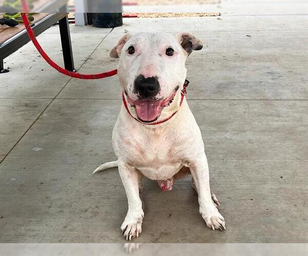 Medium Photo #1 Bull Terrier Puppy For Sale in Orange, CA, USA