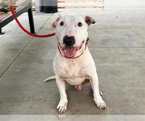 Medium Bull Terrier