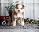 Puppy Sully Siberian Husky