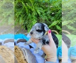 Small Photo #12 Schnauzer (Miniature) Puppy For Sale in BRUNDIDGE, AL, USA