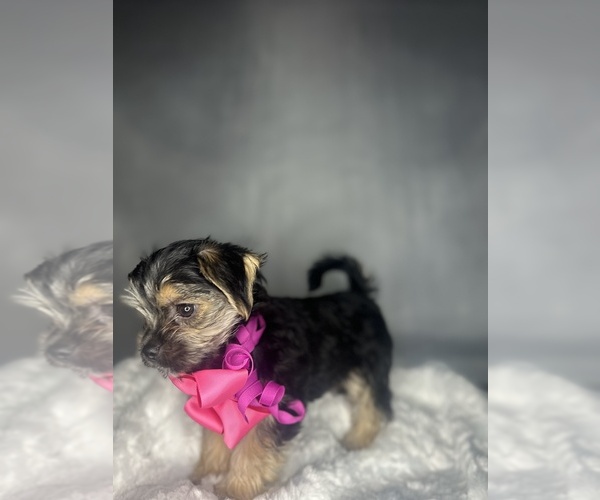Medium Photo #26 Morkie Puppy For Sale in CONCORD, CA, USA