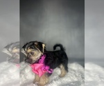 Small #15 Morkie
