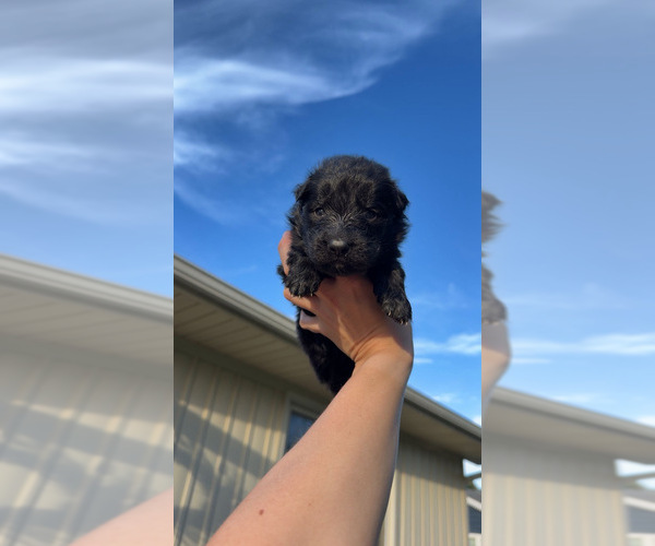 Medium Photo #10 German Shepherd Dog Puppy For Sale in MARSHALL, MO, USA
