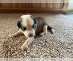 Small Photo #8 Aussiedoodle Puppy For Sale in NEOLA, WV, USA