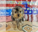 Small #2 Morkie