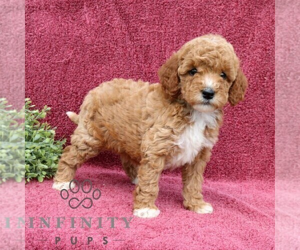 Medium Photo #5 Goldendoodle (Miniature) Puppy For Sale in EPHRATA, PA, USA