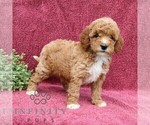 Small #4 Goldendoodle (Miniature)