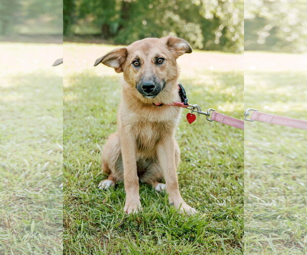 Medium Photo #1 Australian Retriever Puppy For Sale in Attalka, AL, USA
