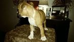Small Photo #12 Boxer Puppy For Sale in KENNEWICK, WA, USA