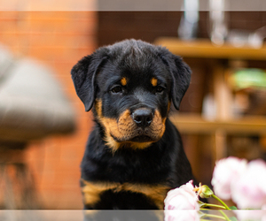 Rottweiler Puppy for sale in Ikskile, Ikskile, Latvia