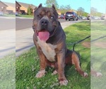 Small Photo #23 American Bully Puppy For Sale in LOS ANGELES, CA, USA