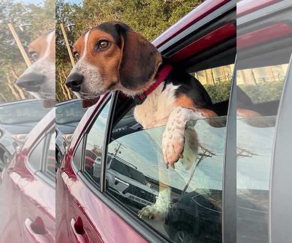 Medium Photo #8 Beagle Puppy For Sale in Dunnellon, FL, USA