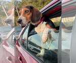 Small #7 Beagle