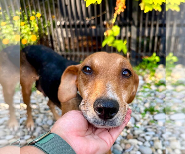 Medium Photo #1 Beagle-Unknown Mix Puppy For Sale in Germantown, OH, USA