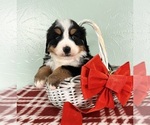 Small #3 Bernese Mountain Dog