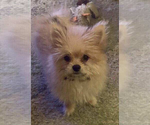 Medium Photo #2 Maltipom Puppy For Sale in CAPE CORAL, FL, USA