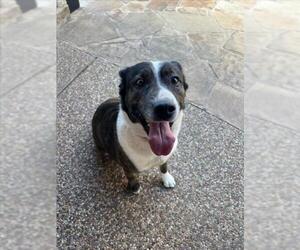 Anatolian Shepherd-Unknown Mix Dogs for adoption in Plano, TX, USA