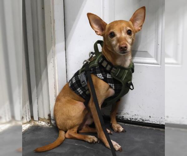 Medium Photo #1 Chihuahua-Unknown Mix Puppy For Sale in Thief River Falls, MN, USA