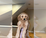 Puppy Puppy 3 Goldendoodle (Miniature)