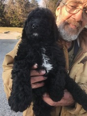 Goldendoodle-Poodle (Standard) Mix Puppy for sale in BOWIE, MD, USA