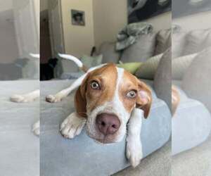 Mutt Dogs for adoption in Mount Pleasant, SC, USA