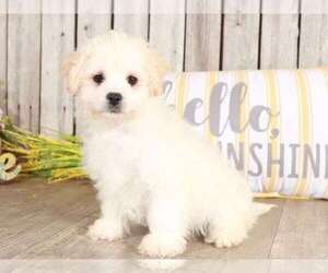 Zuchon Puppy for sale in MOUNT VERNON, OH, USA