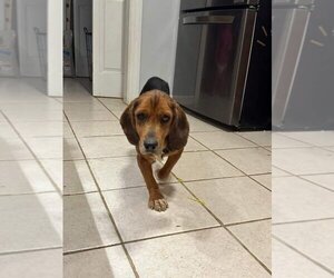 Beagle Dogs for adoption in Murfreesboro, NC, USA