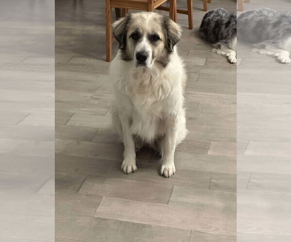 Medium Photo #1 Anatolian Pyrenees Puppy For Sale in Houston, TX, USA