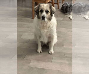 Anatolian Pyrenees Dogs for adoption in Houston, TX, USA