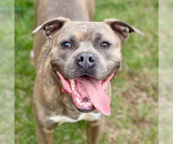 Medium Photo #16 Bullboxer Pit Puppy For Sale in Canton, CT, USA