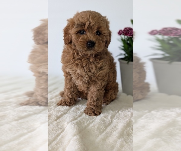 Medium Photo #2 Goldendoodle (Miniature) Puppy For Sale in GOSHEN, IN, USA