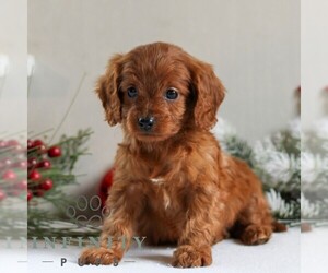 Cavapoo Puppy for sale in LITITZ, PA, USA