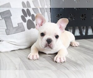 French Bulldog Puppy for sale in MARIETTA, GA, USA