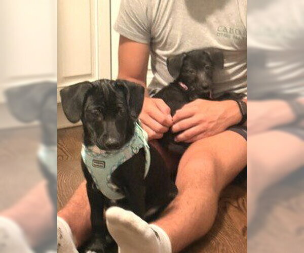Medium Photo #5 Chihuahua-Unknown Mix Puppy For Sale in Wheaton, IL, USA