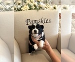 Puppy River Pomsky