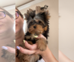 Small #27 Yorkshire Terrier