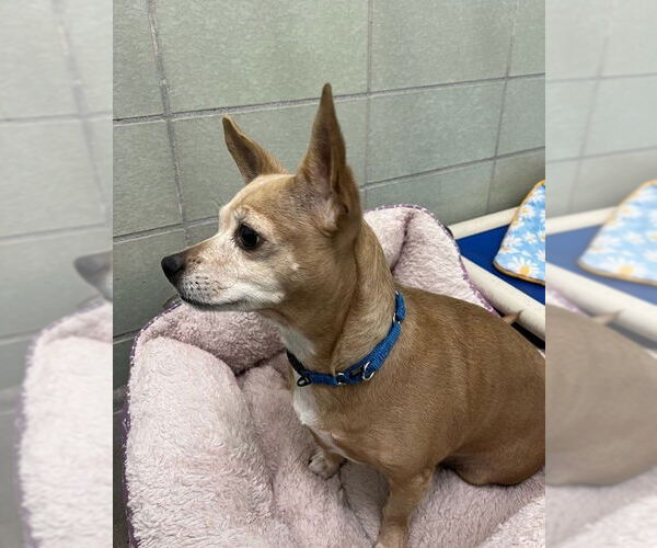 Medium Photo #3 Chihuahua-Unknown Mix Puppy For Sale in Petaluma, CA, USA