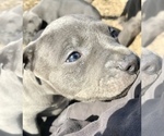 Small Photo #8 American Bully Puppy For Sale in ATOKA, OK, USA