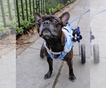 Small Photo #1 French Bulldog Puppy For Sale in Brooklyn, NY, USA