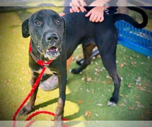 Great Dane-Unknown Mix Dogs for adoption in Orlando, FL, USA